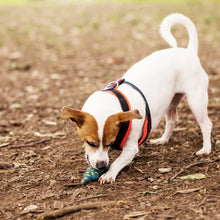 Sneaky Snake Squeaky Dog Toy