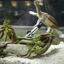 Driftwood With Vine & Plants Centrepiece