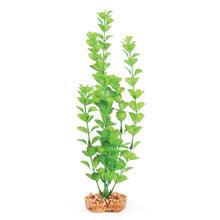 Decorative Plant - Medium Leaf Green