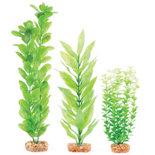 Decorative Plants - Multipack #2