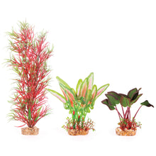 Silk Fern Multipack