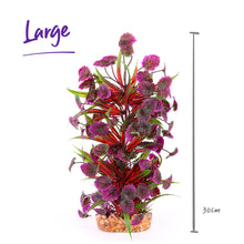 Plush Plant - Thin Leaf With Maroon Flower