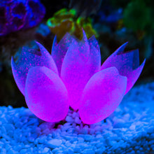 Silicone Tunicate Pod Light