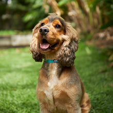 Easy-clip Dog Collar - Aqua & Purple