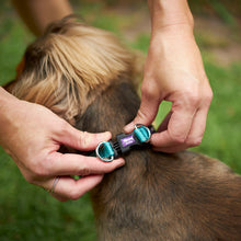 Easy-clip Dog Collar - Aqua & Purple