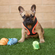 Easy-clip Dog Collar - Slate & Orange