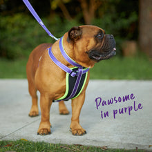 Active Dog Collar - Purple & Lime