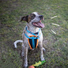 Easy-clip Dog Collar - Ocean Sunrise