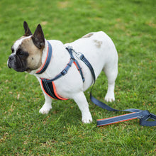 Active Dog Lead - Slate & Orange