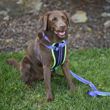 Active Dog Lead - Purple & Lime