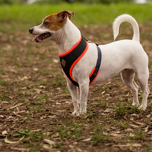 Active Soft Walking Dog Harness - Slate & Orange