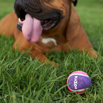 Squeaky Tennis Ball