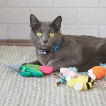 Cactus Garden with catnip and rattle