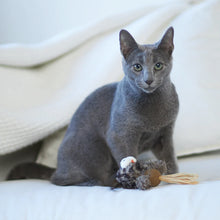 Hooty Owl with Catnip